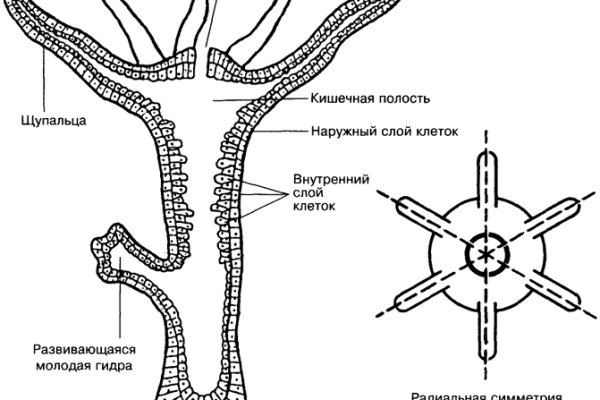 Прямая ссылка на кракен