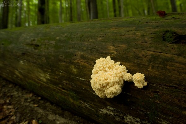 Замена гидры